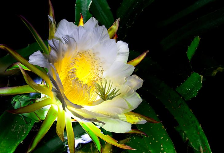 火龙果花